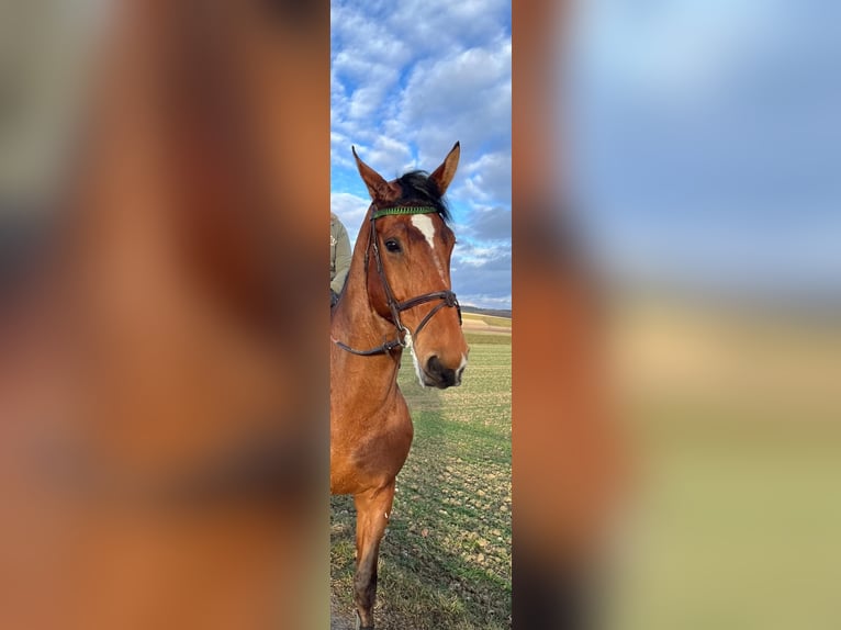 Belgian Warmblood Gelding 10 years 18 hh Brown in Oberstadion