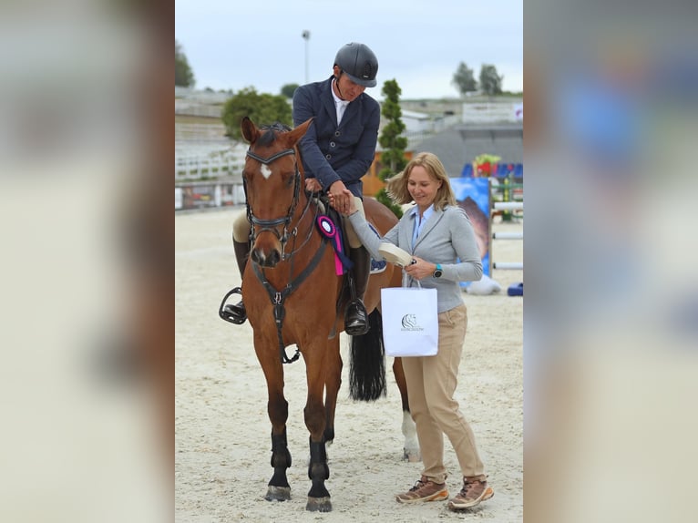 Belgian Warmblood Gelding 11 years 15,3 hh Brown in Wojnarowice