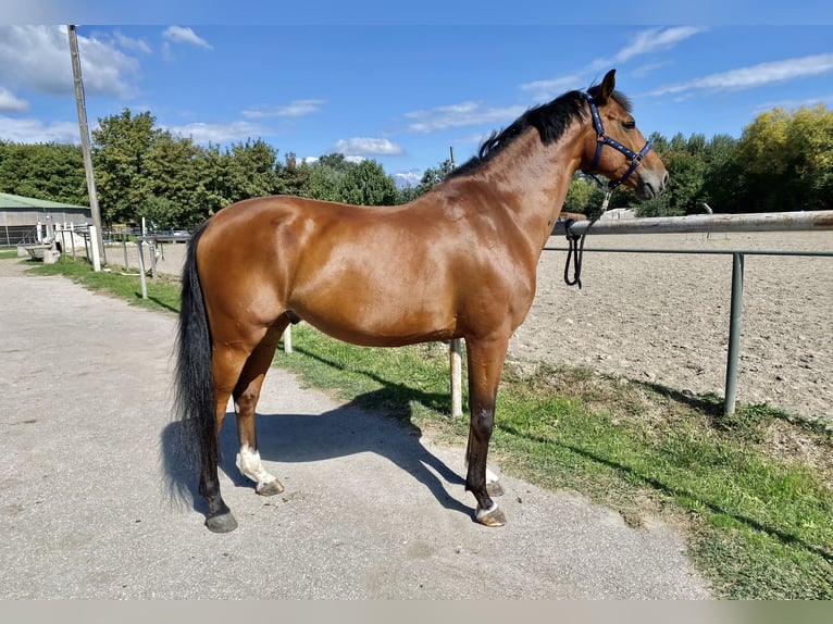 Belgian Warmblood Gelding 11 years 16,1 hh Bay in Budapest