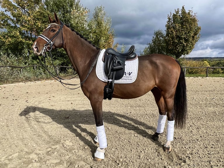 Belgian Warmblood Gelding 11 years 16,1 hh Bay in Budapest