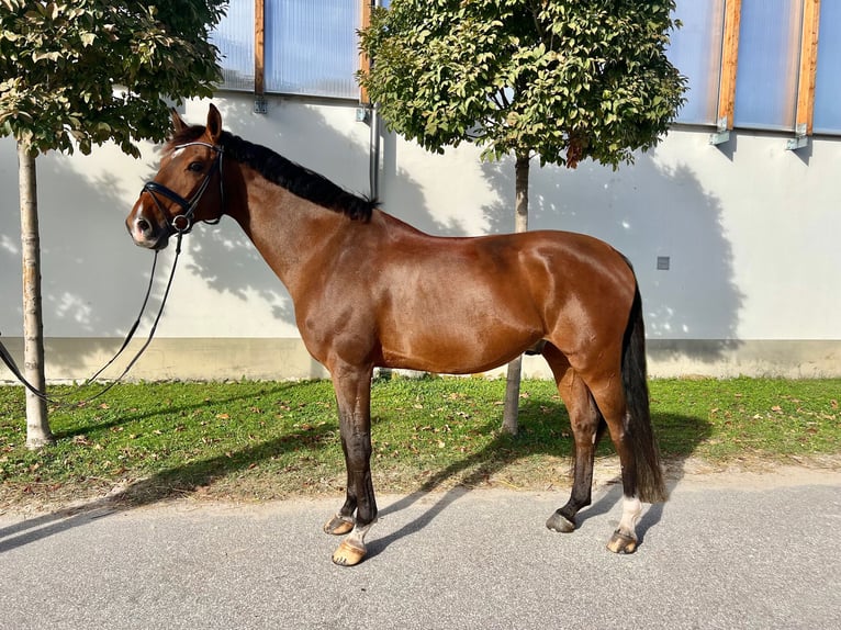 Belgian Warmblood Gelding 11 years 16,1 hh Bay in Budapest