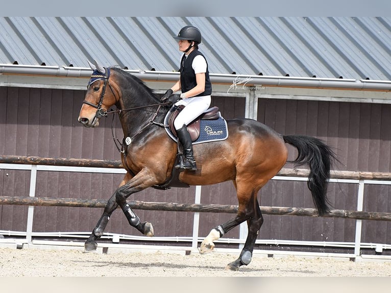 Belgian Warmblood Gelding 11 years 16,1 hh Brown in Tiefenthal