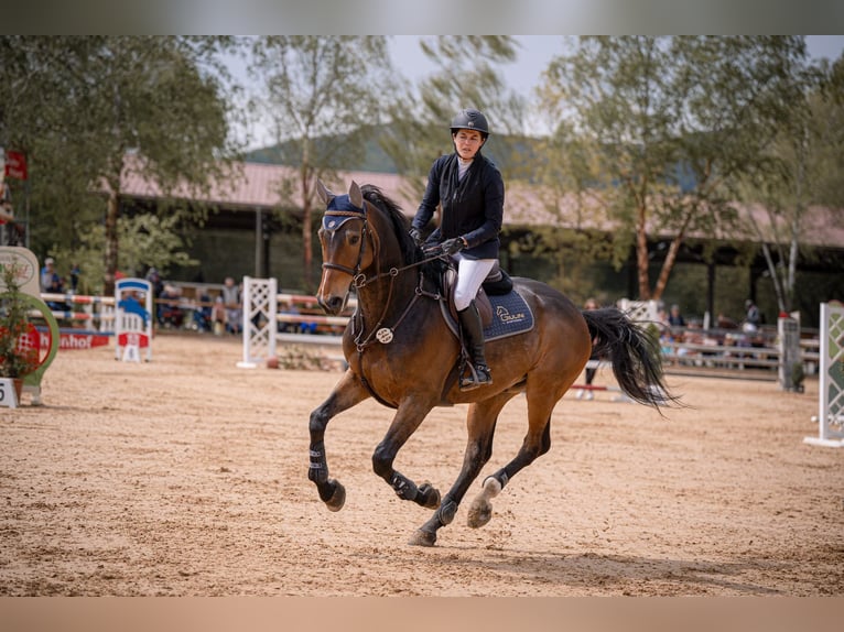 Belgian Warmblood Gelding 11 years 16,1 hh Brown in Tiefenthal