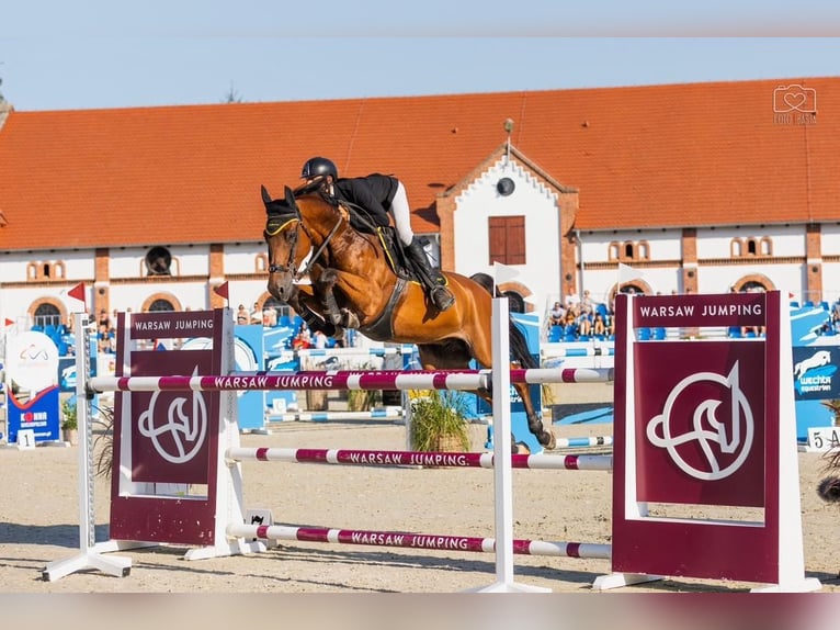 Belgian Warmblood Gelding 11 years 16,1 hh Brown in WijchGROTE-BROGELmaal