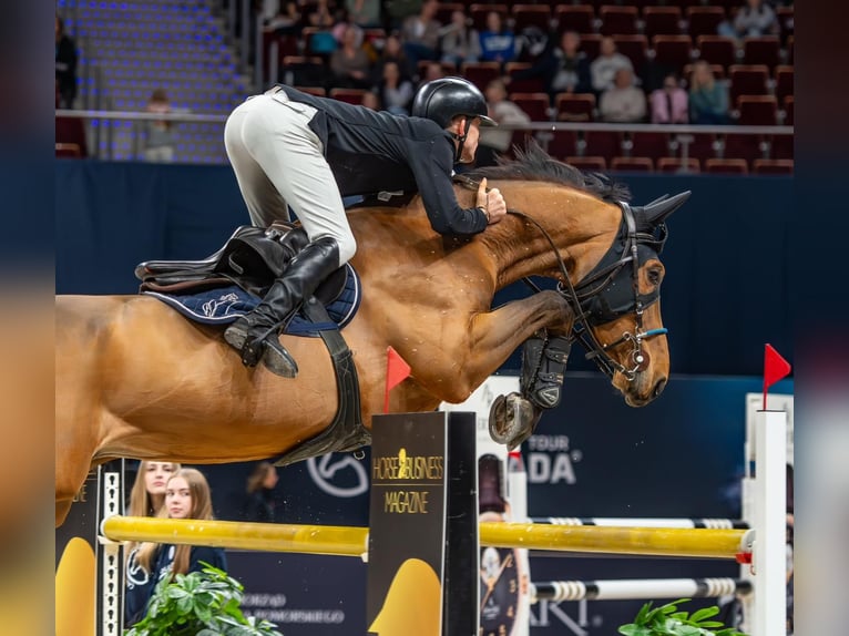 Belgian Warmblood Gelding 11 years 16,1 hh Brown in WijchGROTE-BROGELmaal