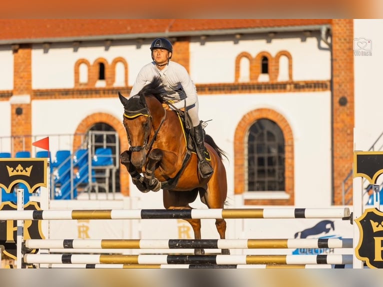 Belgian Warmblood Gelding 11 years 16,1 hh Brown in WijchGROTE-BROGELmaal