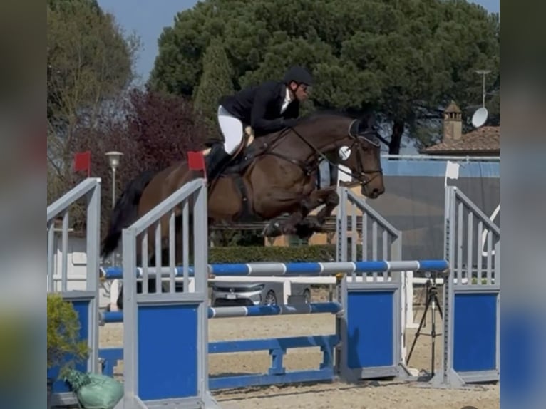 Belgian Warmblood Gelding 11 years 16.2 hh Brown in Napoli