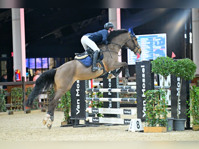 Belgian Warmblood Gelding 11 years 16.2 hh Brown in Stekene