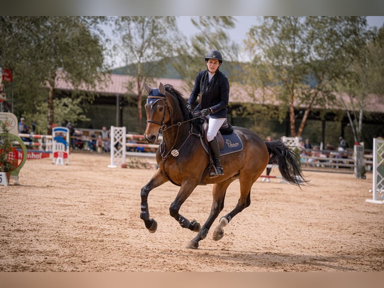 Belgian Warmblood Gelding 11 years 16,2 hh Bay-Dark in Tiefenthal