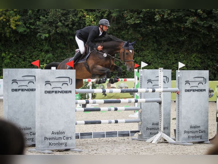 Belgian Warmblood Gelding 11 years 16,2 hh Bay-Dark in Tiefenthal