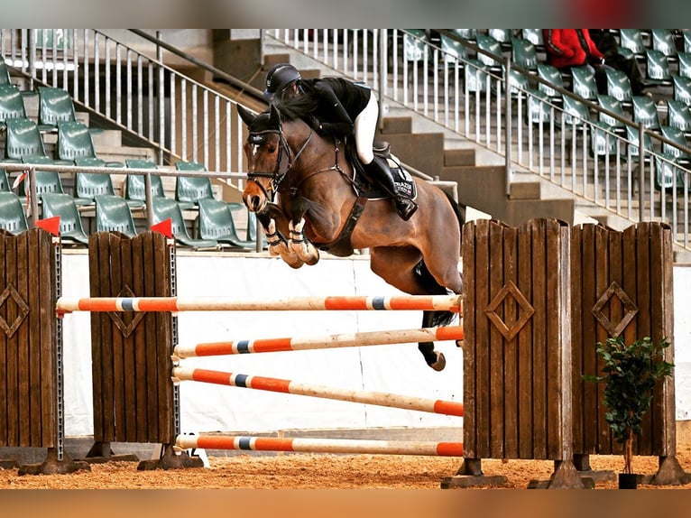 Belgian Warmblood Gelding 11 years 16,2 hh in Munderkingen