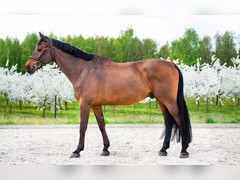 Belgian Warmblood Gelding 11 years 17 hh Brown in Lubstów