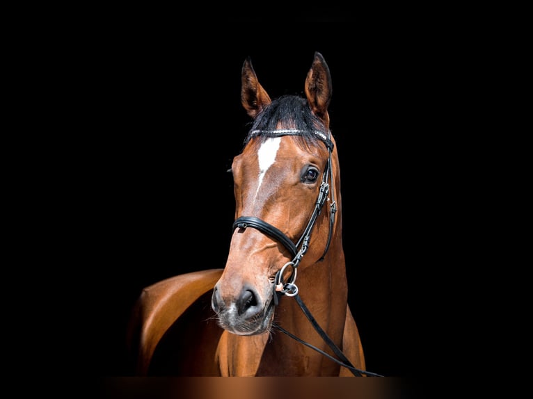 Belgian Warmblood Gelding 11 years 18,1 hh Brown in Schiedlberg