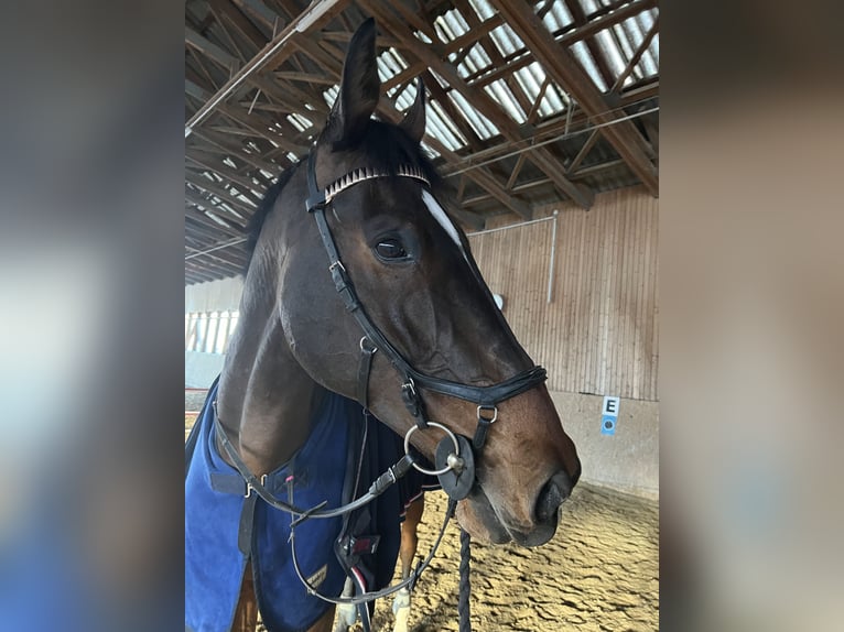 Belgian Warmblood Gelding 11 years 18,1 hh Brown in Schiedlberg