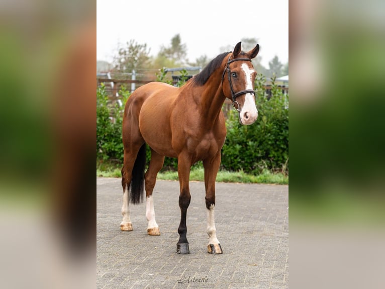 Belgian Warmblood Gelding 11 years Brown in Bladel