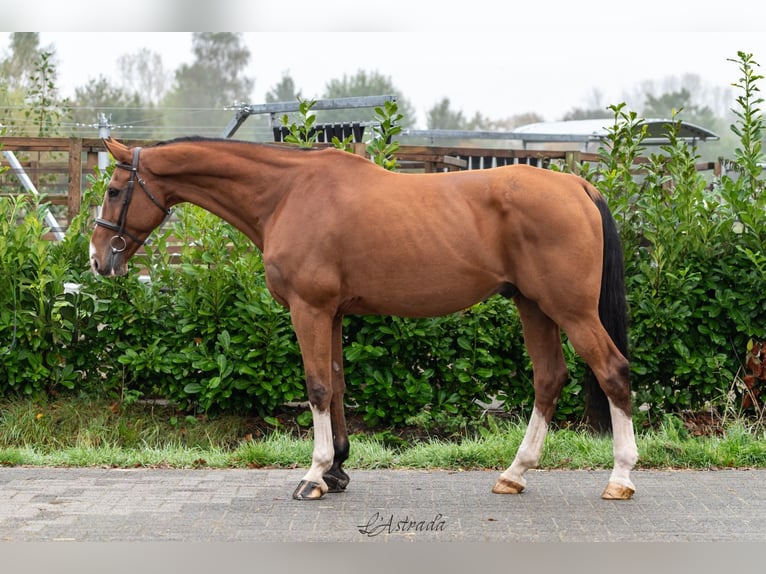 Belgian Warmblood Gelding 11 years Brown in Bladel