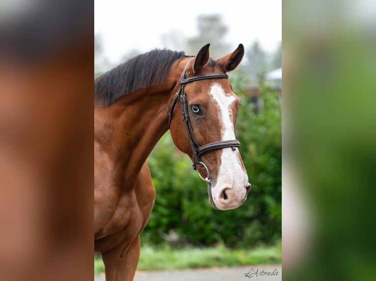 Belgian Warmblood Gelding 11 years Brown in Bladel