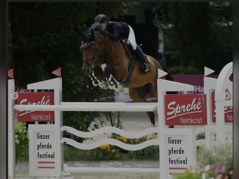 Belgian Warmblood Gelding 11 years Brown in Schlatt