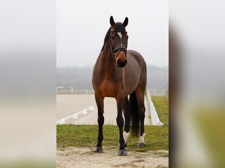 Belgian Warmblood Gelding 12 years 16.3 hh Bay in Nagytarcsa
