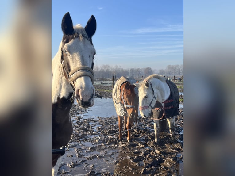 Belgian Warmblood Gelding 12 years 16 hh Chestnut-Red in Eindhoven