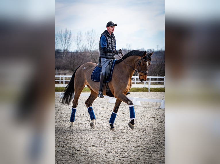 Belgian Warmblood Gelding 12 years 16,3 hh Bay in Nagytarcsa