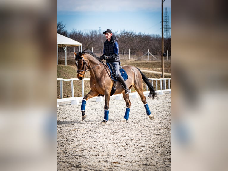 Belgian Warmblood Gelding 12 years 16,3 hh Bay in Nagytarcsa