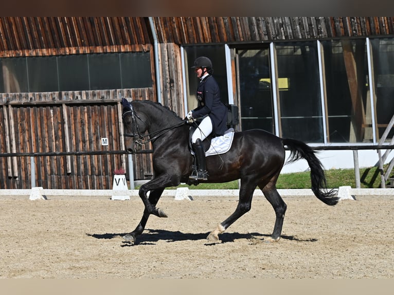 Belgian Warmblood Gelding 12 years 17,1 hh Smoky-Black in Igls