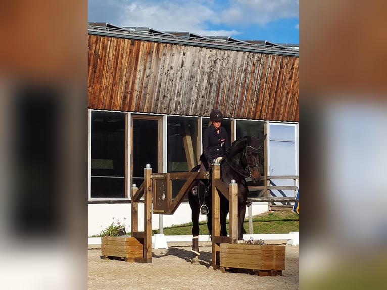 Belgian Warmblood Gelding 12 years 17,1 hh Smoky-Black in Igls