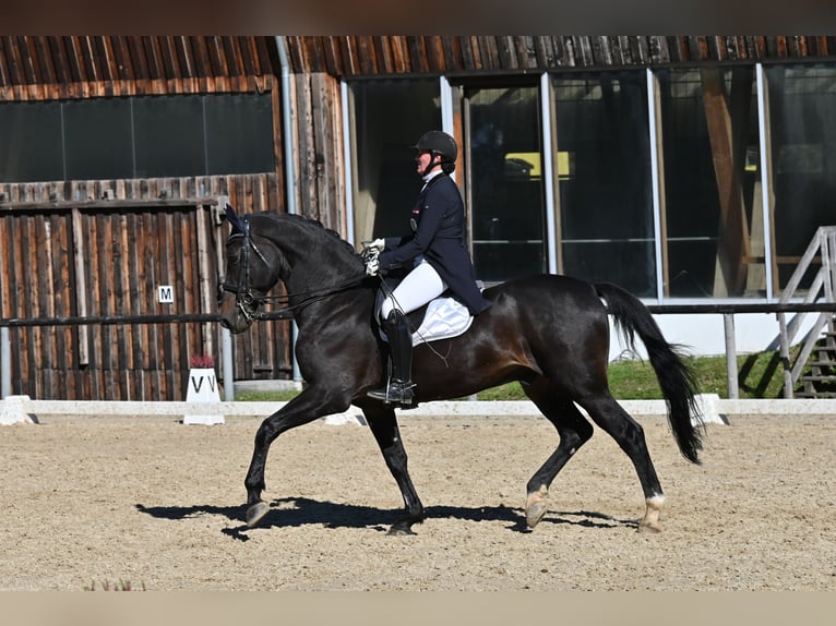 Belgian Warmblood Gelding 12 years 17,1 hh Smoky-Black in Igls