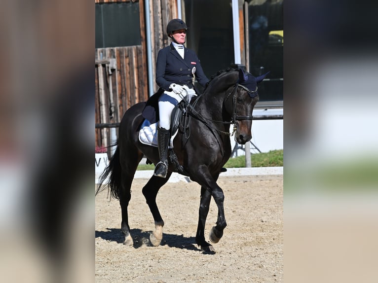 Belgian Warmblood Gelding 12 years 17,1 hh Smoky-Black in Igls