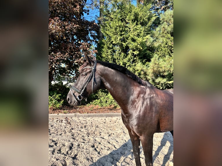 Belgian Warmblood Gelding 12 years 17 hh Black in Kasterlee