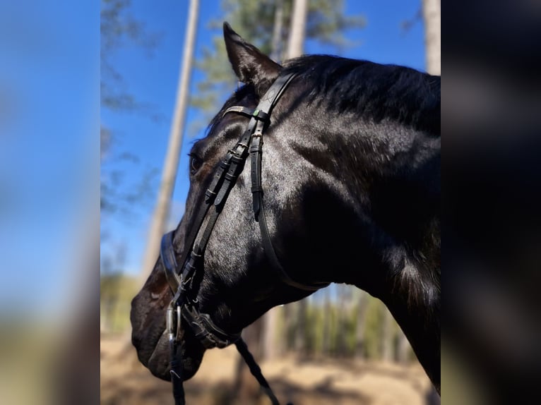 Belgian Warmblood Gelding 12 years 17 hh Black in Pulderbos