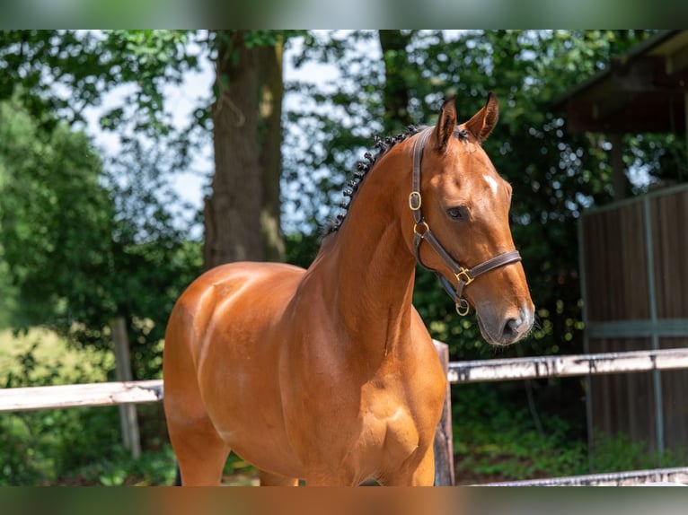 Belgian Warmblood Gelding 12 years 17 hh Brown in Grote-Brogel