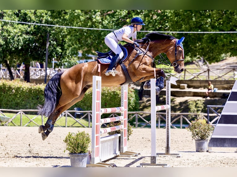 Belgian Warmblood Gelding 12 years 18 hh Brown in Cecina