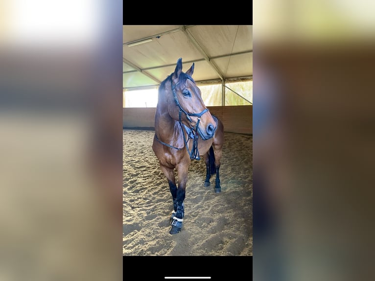 Belgian Warmblood Gelding 12 years 18 hh Brown in Cecina