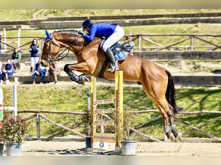 Belgian Warmblood Gelding 12 years 18 hh Brown in Cecina