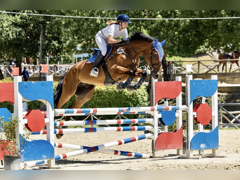 Belgian Warmblood Gelding 12 years 18 hh Brown in Cecina