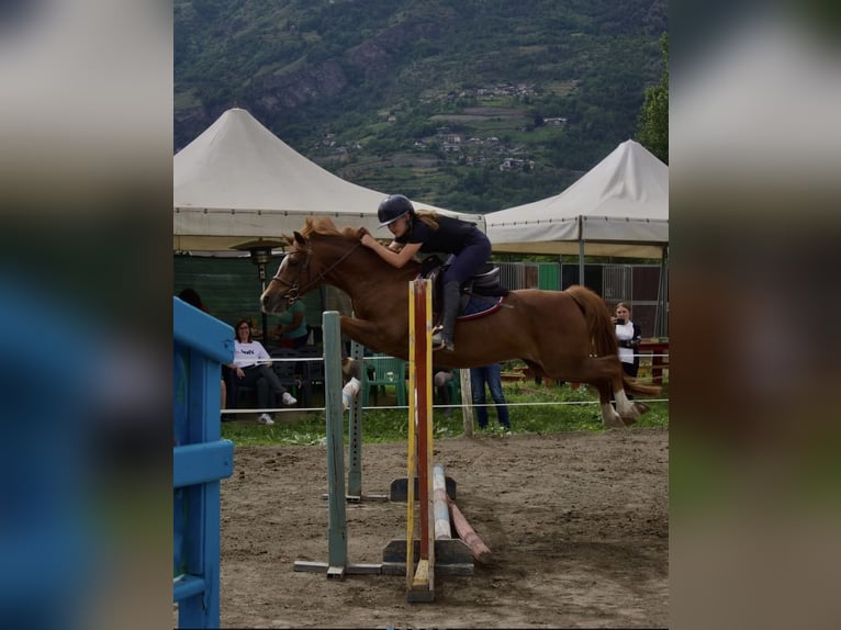 Belgian Warmblood Gelding 13 years 14,1 hh Chestnut-Red in Aosta