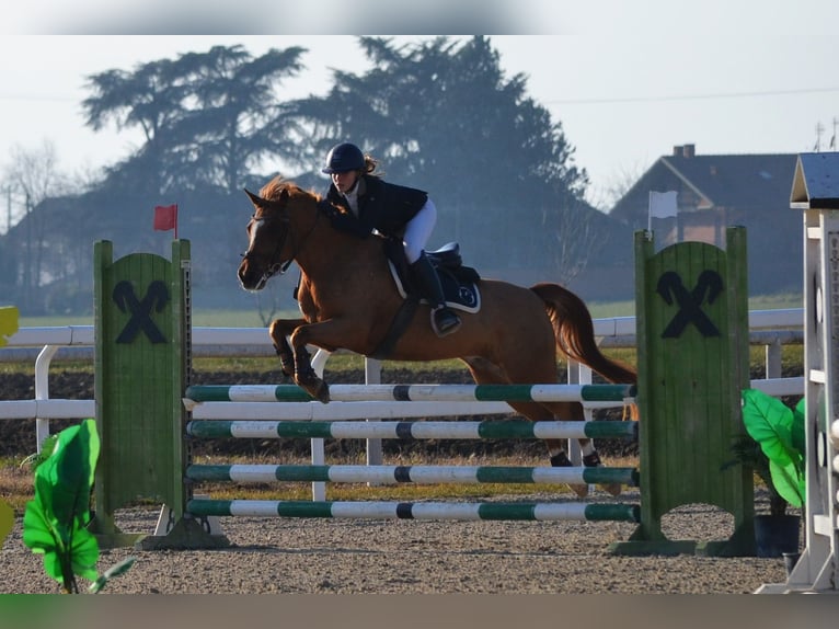 Belgian Warmblood Gelding 13 years 14,1 hh Chestnut-Red in Aosta