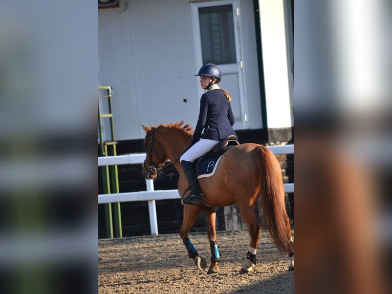 Belgian Warmblood Gelding 13 years 14,1 hh Chestnut-Red in Aosta