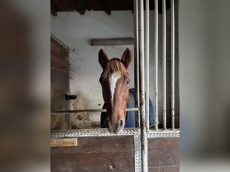 Belgian Warmblood Gelding 13 years 14,1 hh Chestnut-Red in Aosta