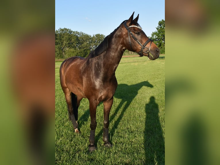 Belgian Warmblood Gelding 13 years 16.2 hh Bay-Dark in Vorselaar