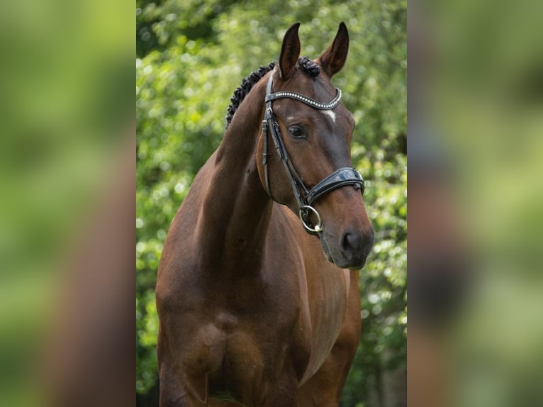 Belgian Warmblood Gelding 13 years 16,2 hh Brown in Arendonk