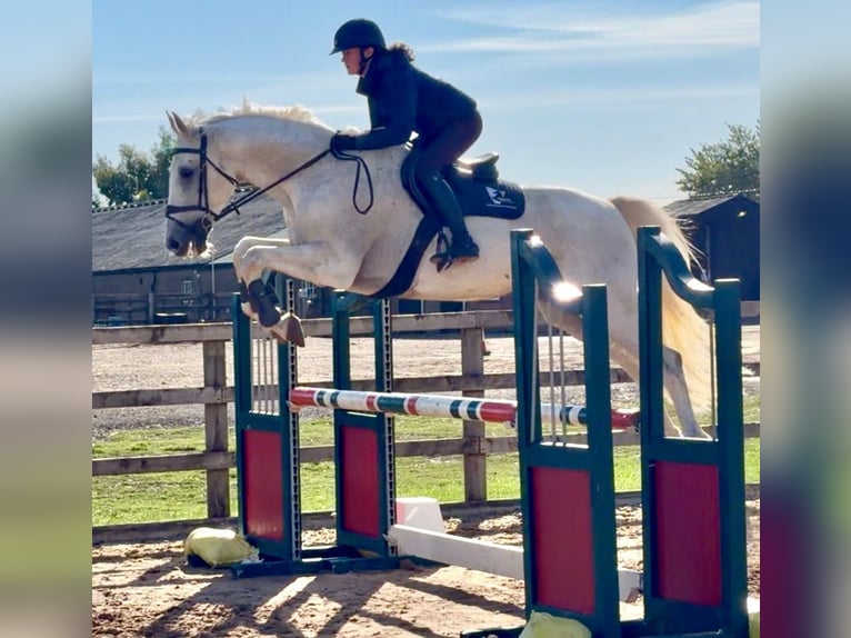 Belgian Warmblood Gelding 13 years 16.2 hh Grey in grantham, Lincs