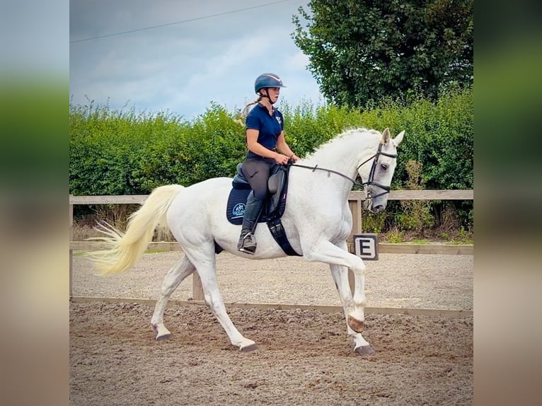 Belgian Warmblood Gelding 13 years 16.2 hh Grey in grantham, Lincs