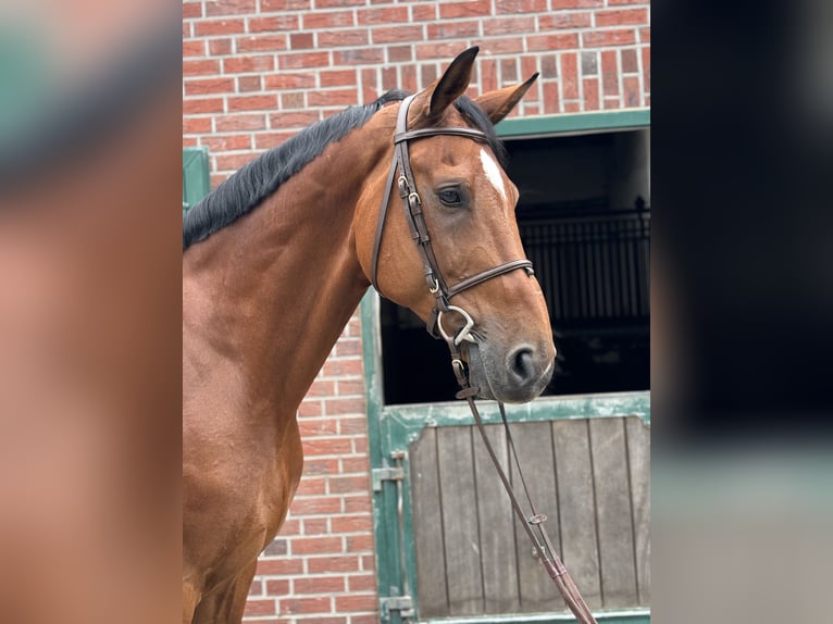 Belgian Warmblood Gelding 13 years 16,3 hh Brown in Nettetal