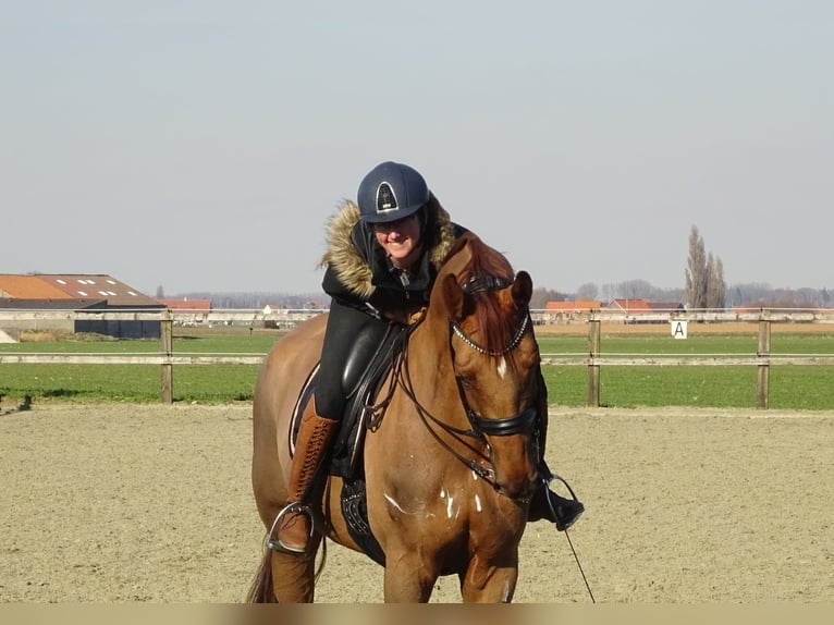 Belgian Warmblood Gelding 13 years 16,3 hh Chestnut-Red in Poperinge