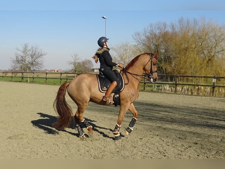 Belgian Warmblood Gelding 13 years 16,3 hh Chestnut-Red in Poperinge