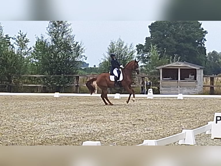 Belgian Warmblood Gelding 13 years 16,3 hh Chestnut-Red in Poperinge