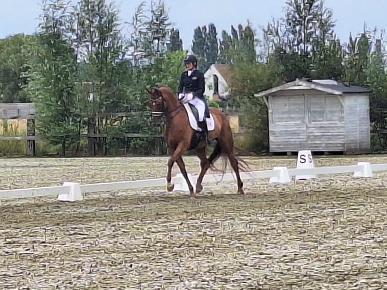 Belgian Warmblood Gelding 13 years 16,3 hh Chestnut-Red in Poperinge